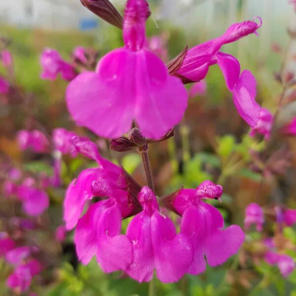 Salvia ‘Lalarsha 5 scaled