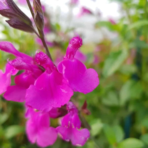 Salvia ‘Lalarsha 6 scaled