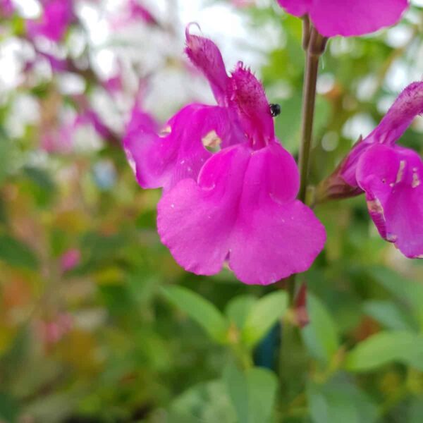 Salvia ‘Lalarsha 7 scaled