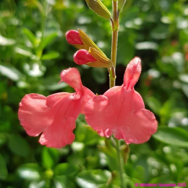 Salvia ‘Peach Cobbler 1 compress
