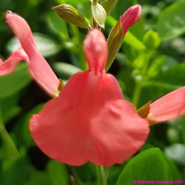Salvia ‘Peach Cobbler 3 compress