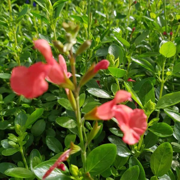 Salvia ‘Peach Cobbler 4 scaled