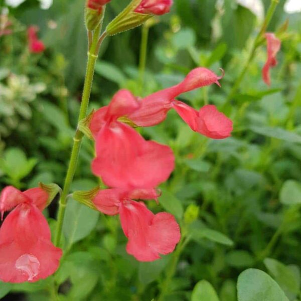 Salvia ‘Peach Cobbler 5