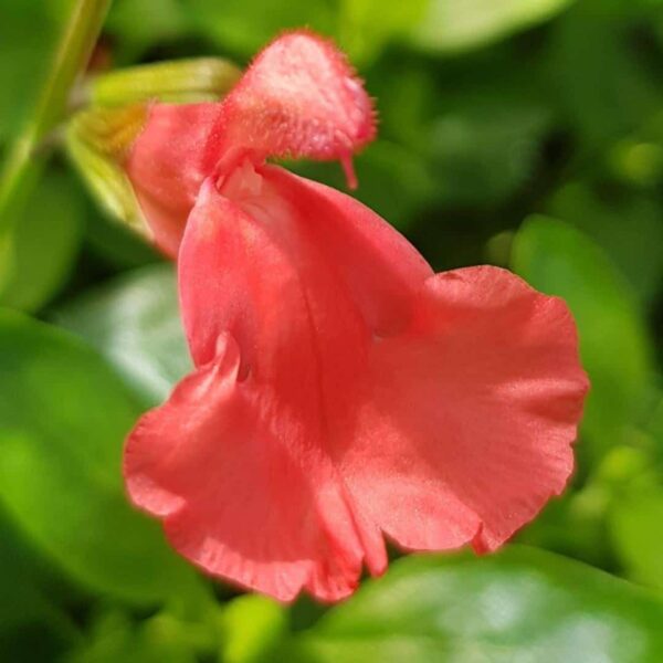 Salvia ‘Peach Cobbler 6