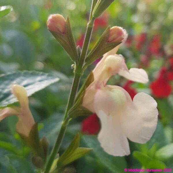 Salvia ‘Peach Parfait 1 compress