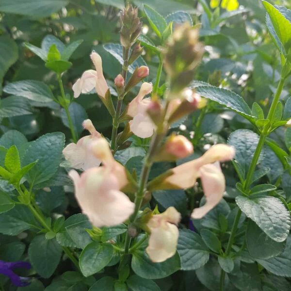 Salvia ‘Peach Parfait 3 scaled