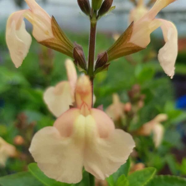 Salvia ‘Peach Parfait 4 scaled