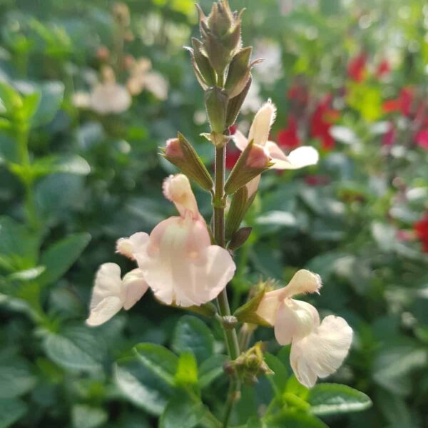 Salvia ‘Peach Parfait 5 scaled