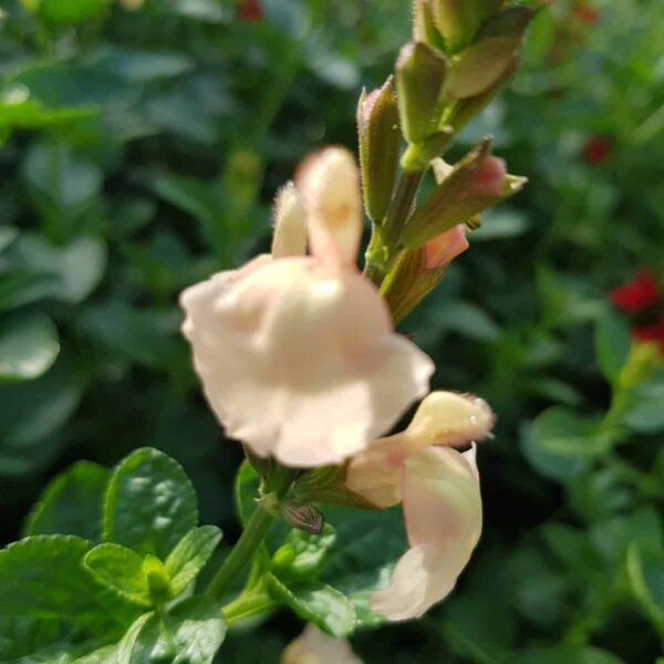 Salvia ‘Peach Parfait 6 scaled