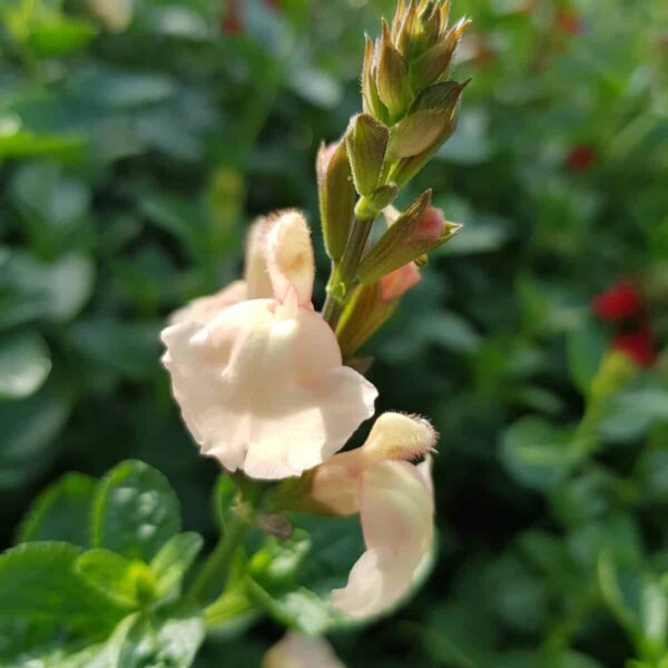 Salvia ‘Peach Parfait 8 scaled