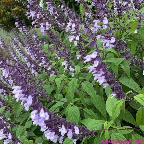 Salvia ‘Phyllis Fancy 2 compress