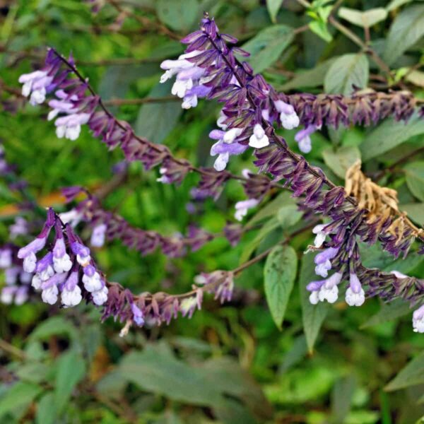 Salvia ‘Phyllis Fancy 3 scaled