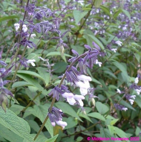 Salvia ‘Phyllis Fancy 4 compress