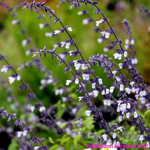 Salvia ‘Phyllis Fancy 6 compress