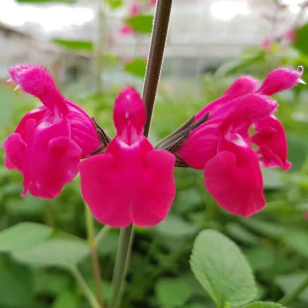 Salvia ‘Pink Pong 1 2 scaled