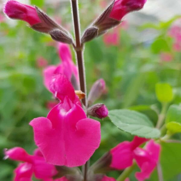 Salvia ‘Pink Pong 1 3 scaled