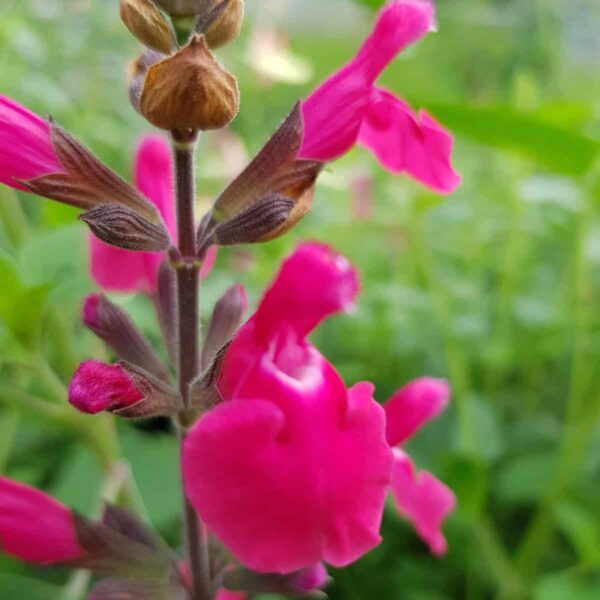 Salvia ‘Pink Pong 1 4 scaled