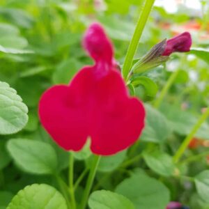 Salvia ‘Wine and Roses 5 scaled