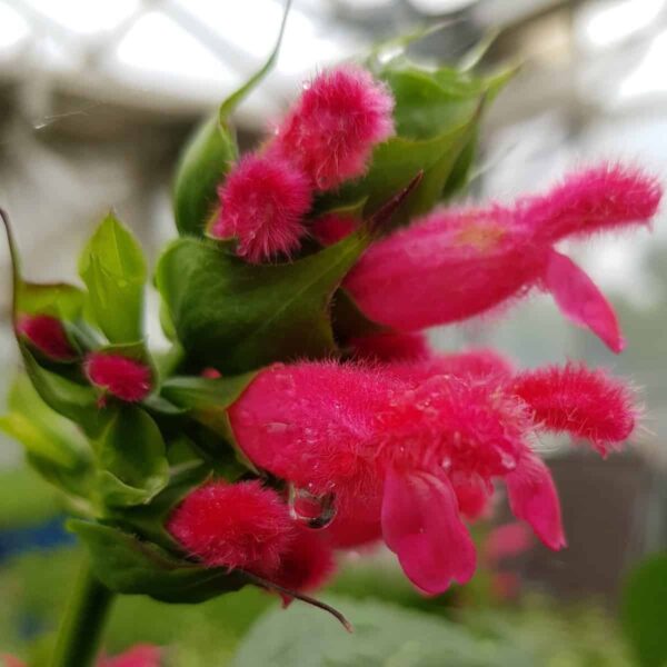 Salvia ‘oxyphora 2 1 scaled