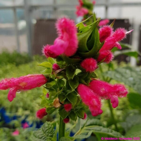 Salvia ‘oxyphora 3 1 compress