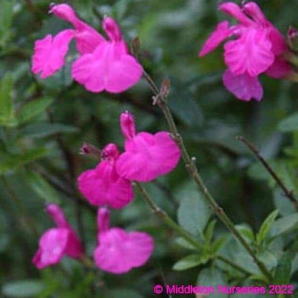 Salvia Eclipse ‘Trewithen Cerise 2 compress
