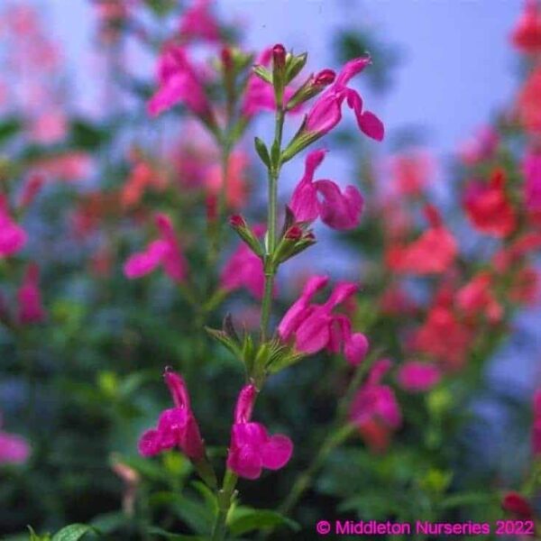 Salvia Eclipse ‘Trewithen Cerise 4 compress