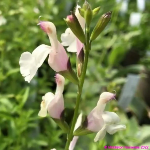 Salvia Eclipse Trebah Lilac White 2 1 compress.v2 compress