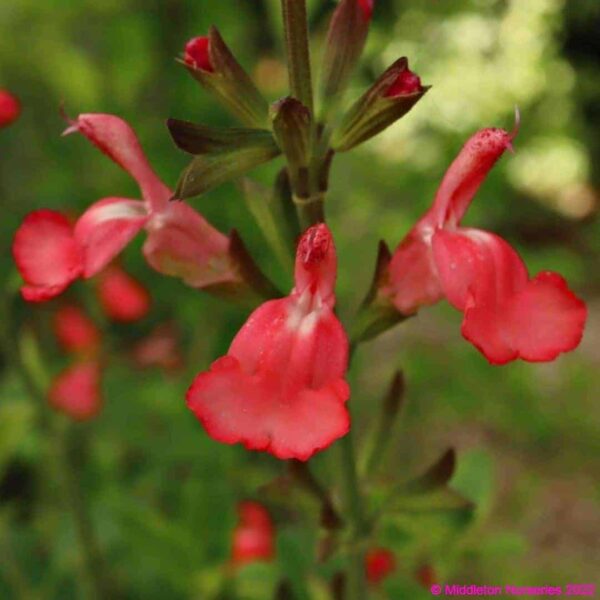 Salvia Eclipse Trelawny Rose Pink 2 compress