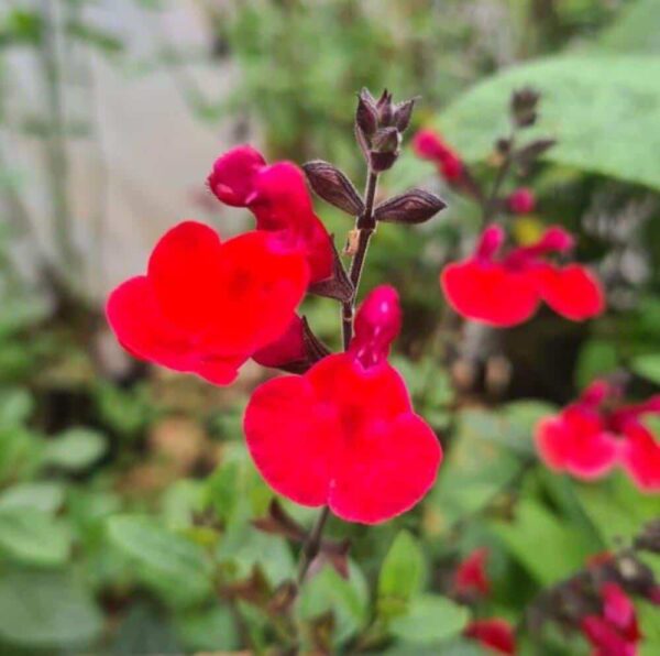 Salvia Jezebel 2