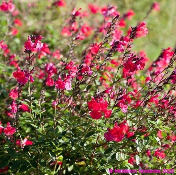 Salvia Jezebel 4 1 compress