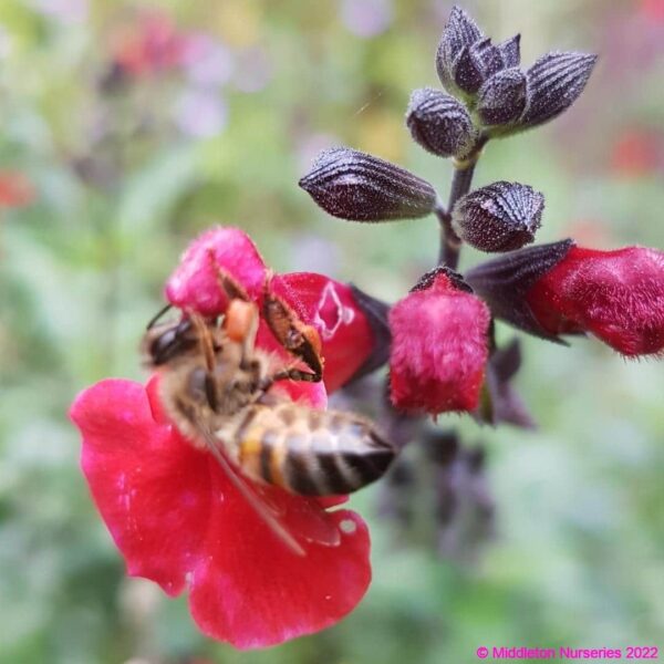 Salvia Jezebel 5 compress