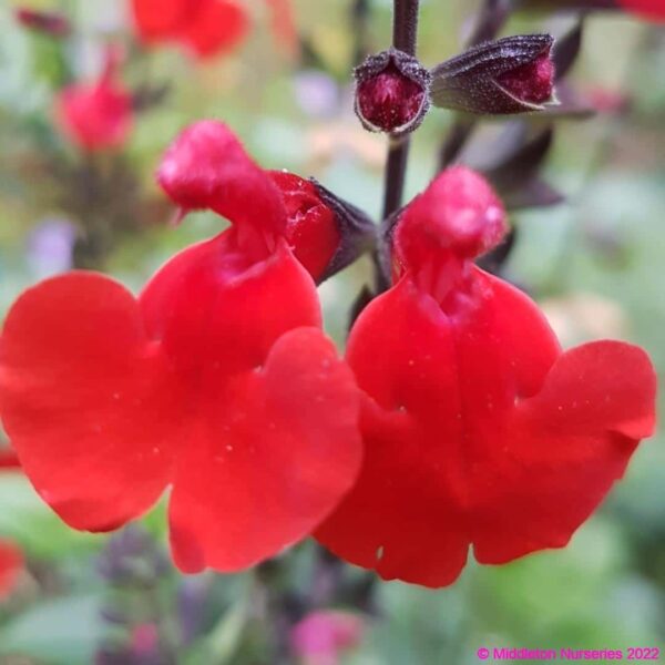 Salvia Jezebel 6 compress