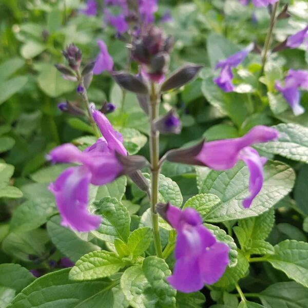 Salvia Lavender Dilly Dilly 1 scaled