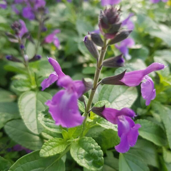 Salvia Lavender Dilly Dilly 2 scaled