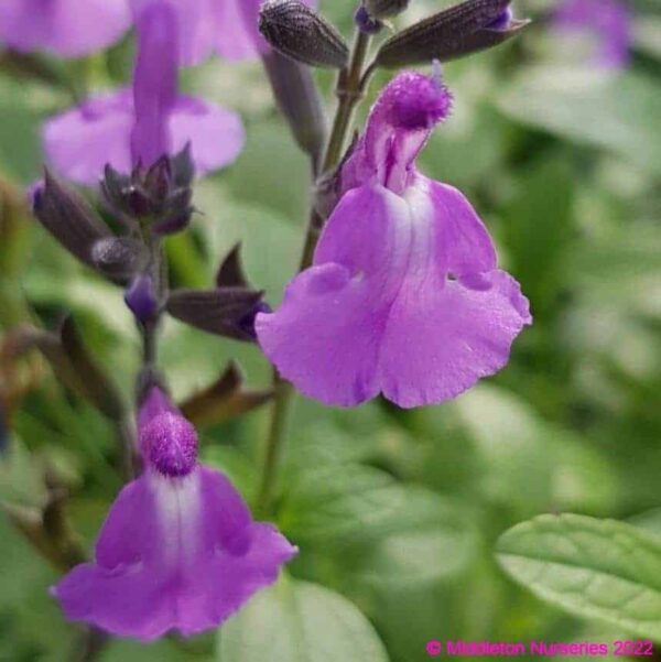 Salvia Lavender Dilly Dilly 4 compress