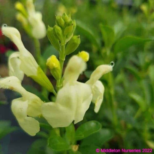 Salvia Lemon pie 1 1 compress compress
