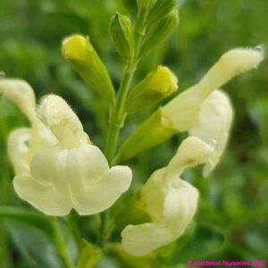 Salvia Lemon pie 2 1 compress compress