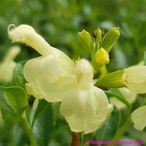 Salvia Lemon pie 3 1 compress compress