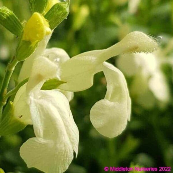 Salvia Lemon pie 4 1 compress