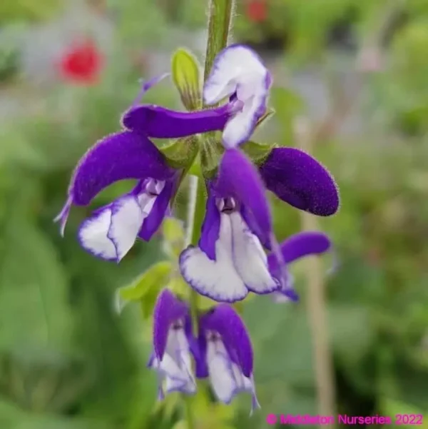 Salvia Madeline 2 1 compress compress