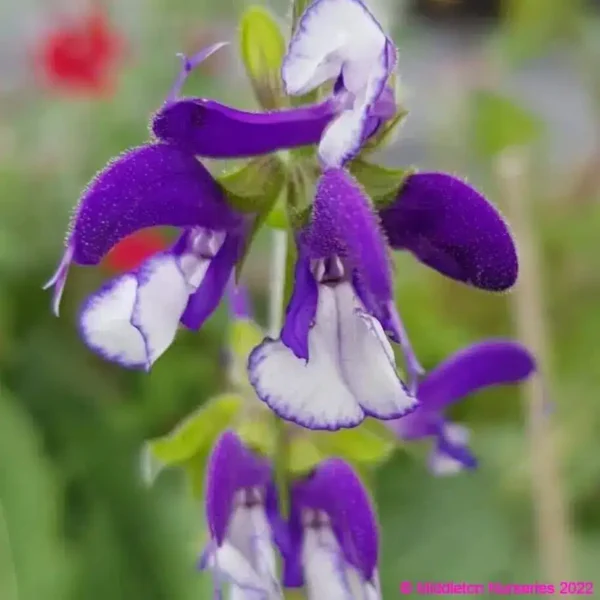 Salvia Madeline 3 1 compress compress