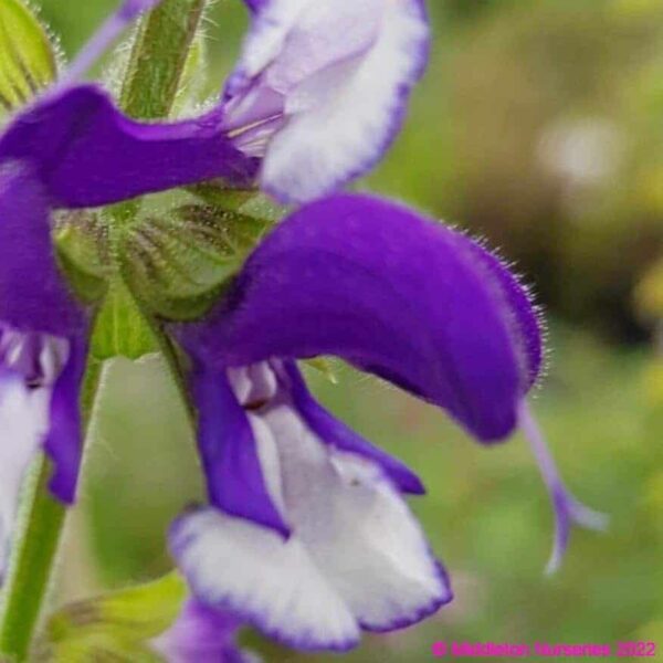 Salvia Madeline 4 1 compress compress