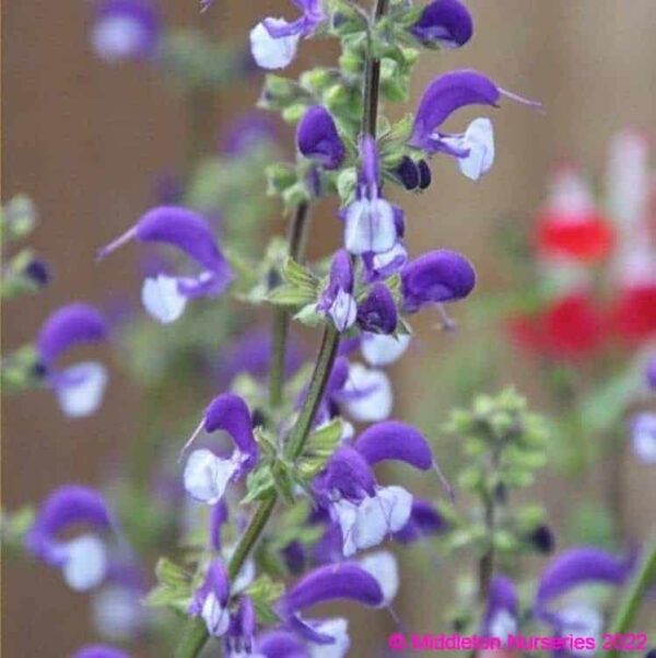 Salvia Madeline 5 1 compress compress