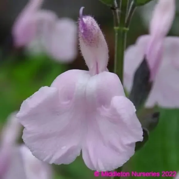 Salvia Naomy Tree 1 compress