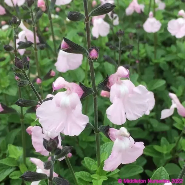 Salvia Naomy Tree 2 compress