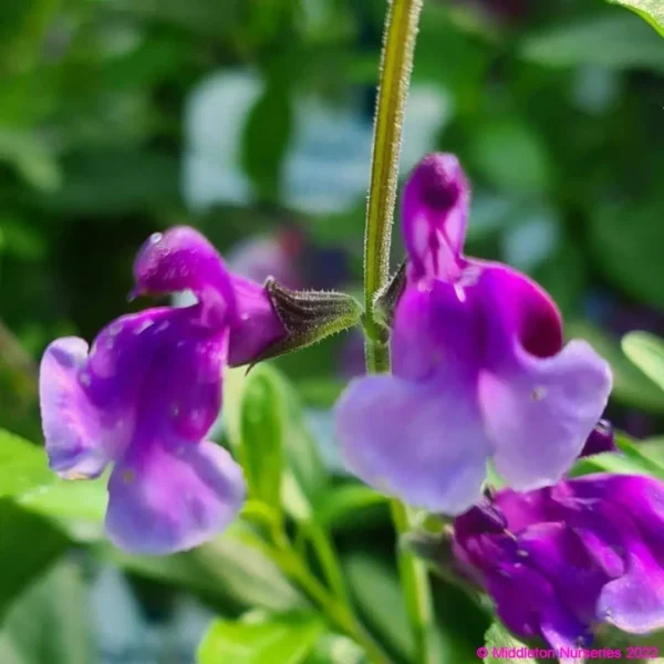 Salvia Oriental Dove 1 compress