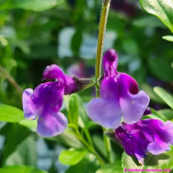 Salvia Oriental Dove 2 compress