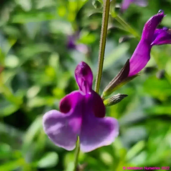 Salvia Oriental Dove 3 compress