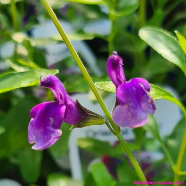 Salvia Oriental Dove 4 compress