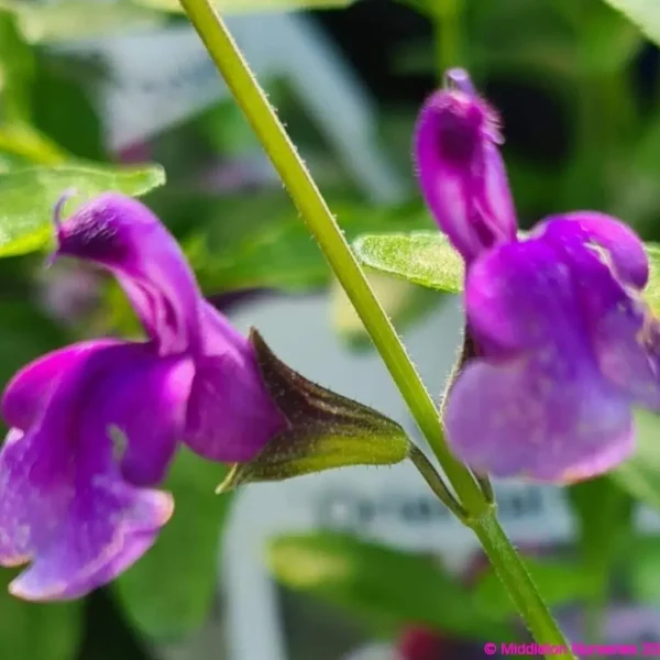 Salvia Oriental Dove 5 compress